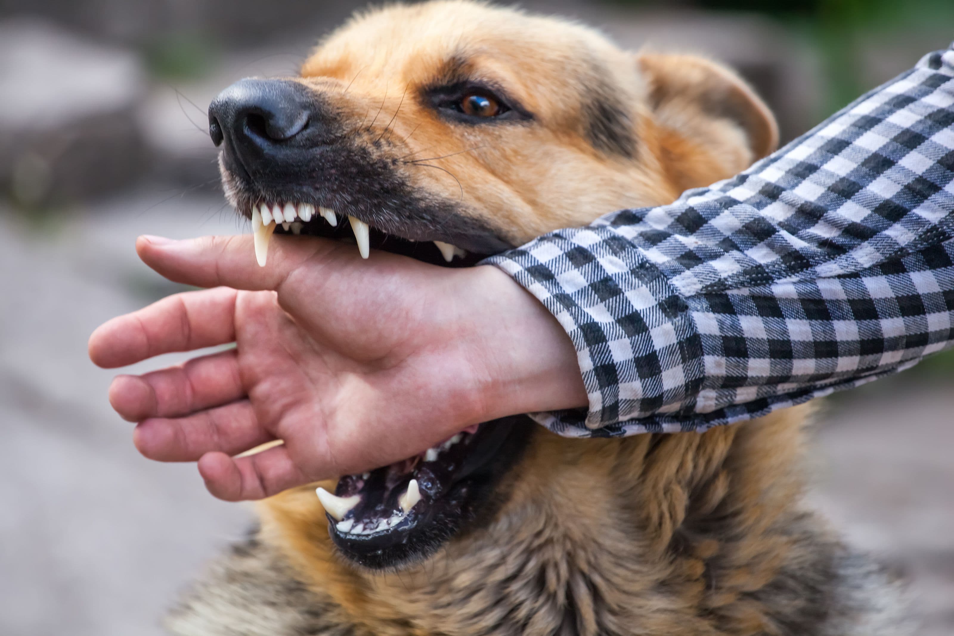 Dog Bite Injuries: How Gulf Coast Insurance Lawyers Protect Victims image related