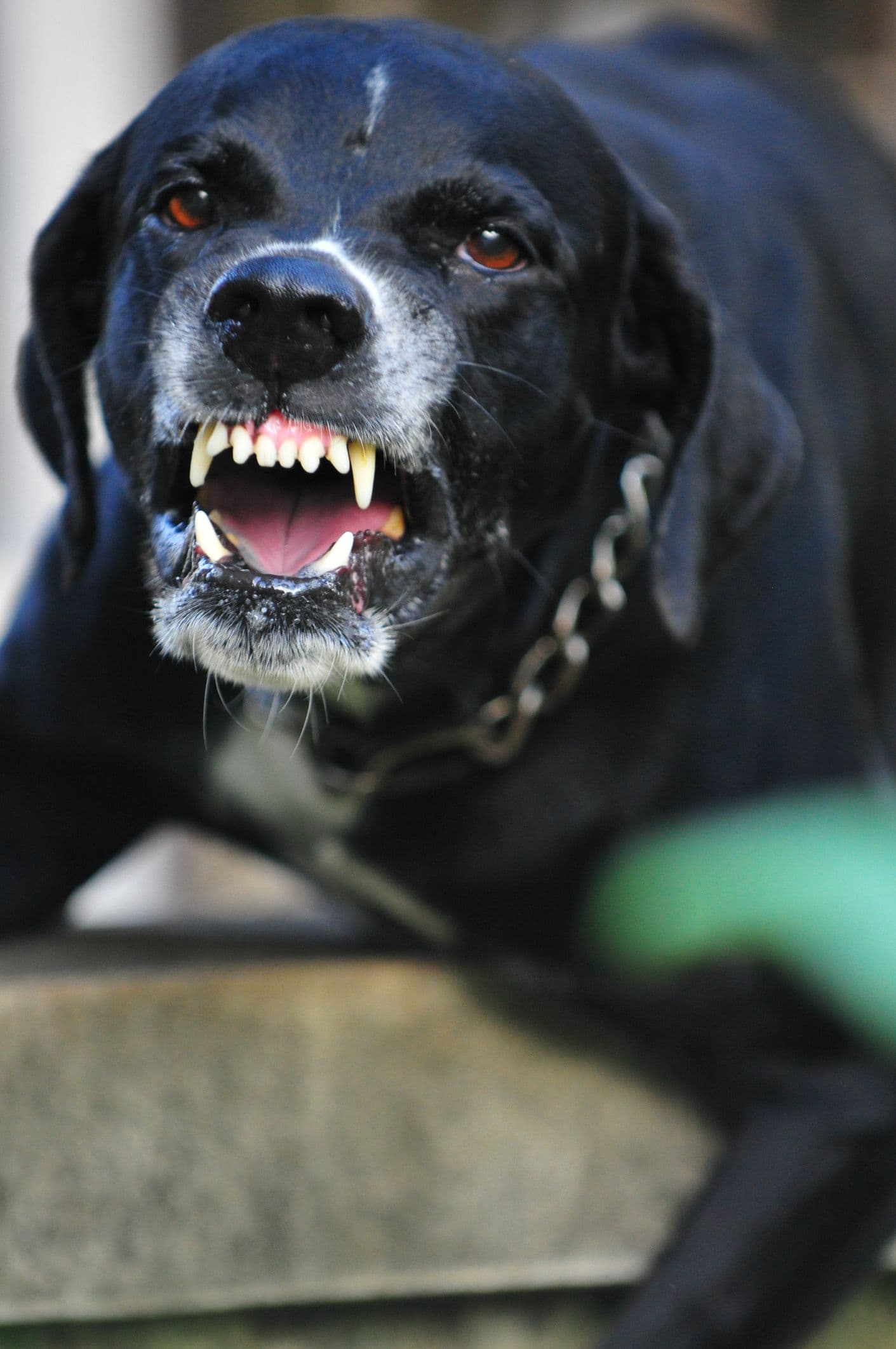 Image related to Dog Bite Injuries