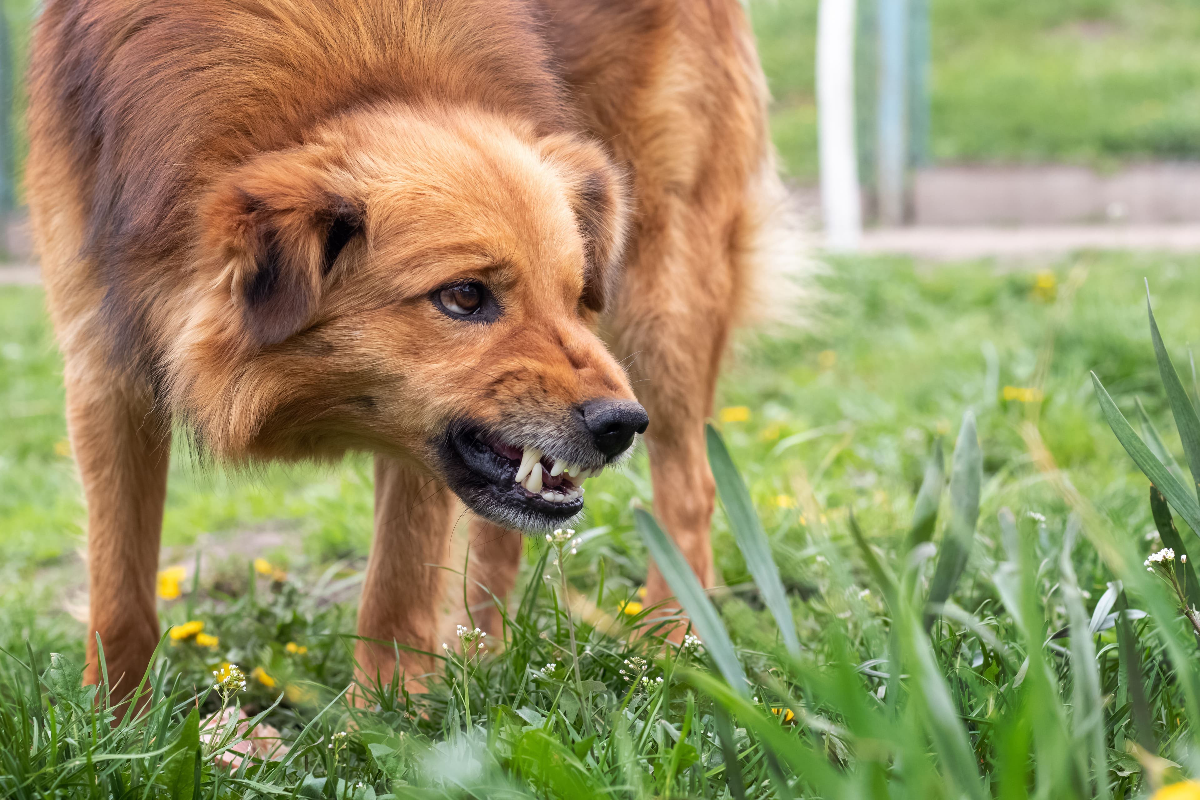 Dog Bite Injuries: Fighting for Fair Compensation image related