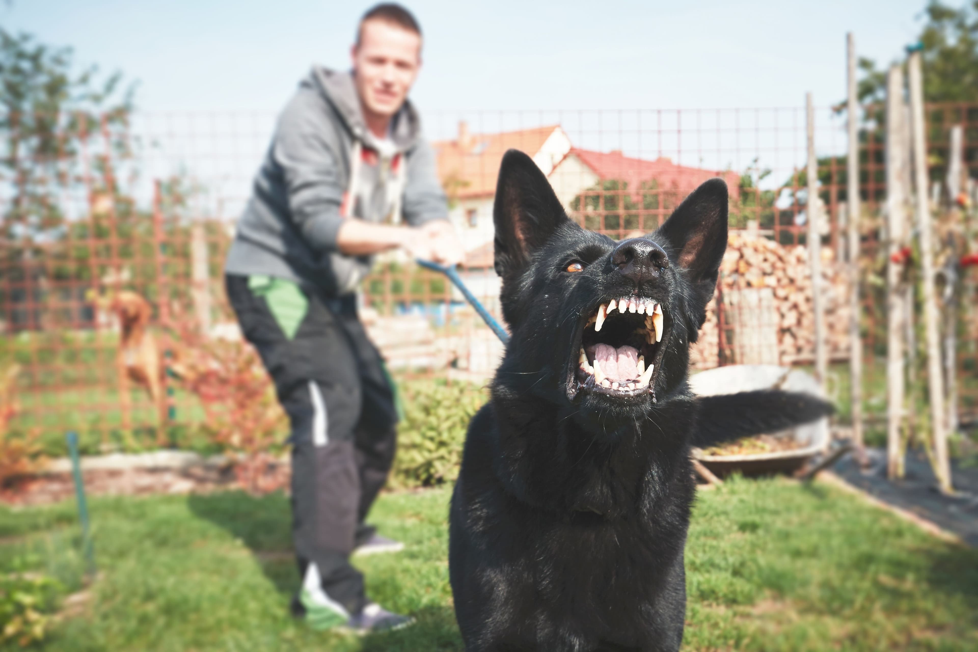 Dog Bite Injuries: Advocating for Victims with Gulf Coast Insurance Lawyers image related