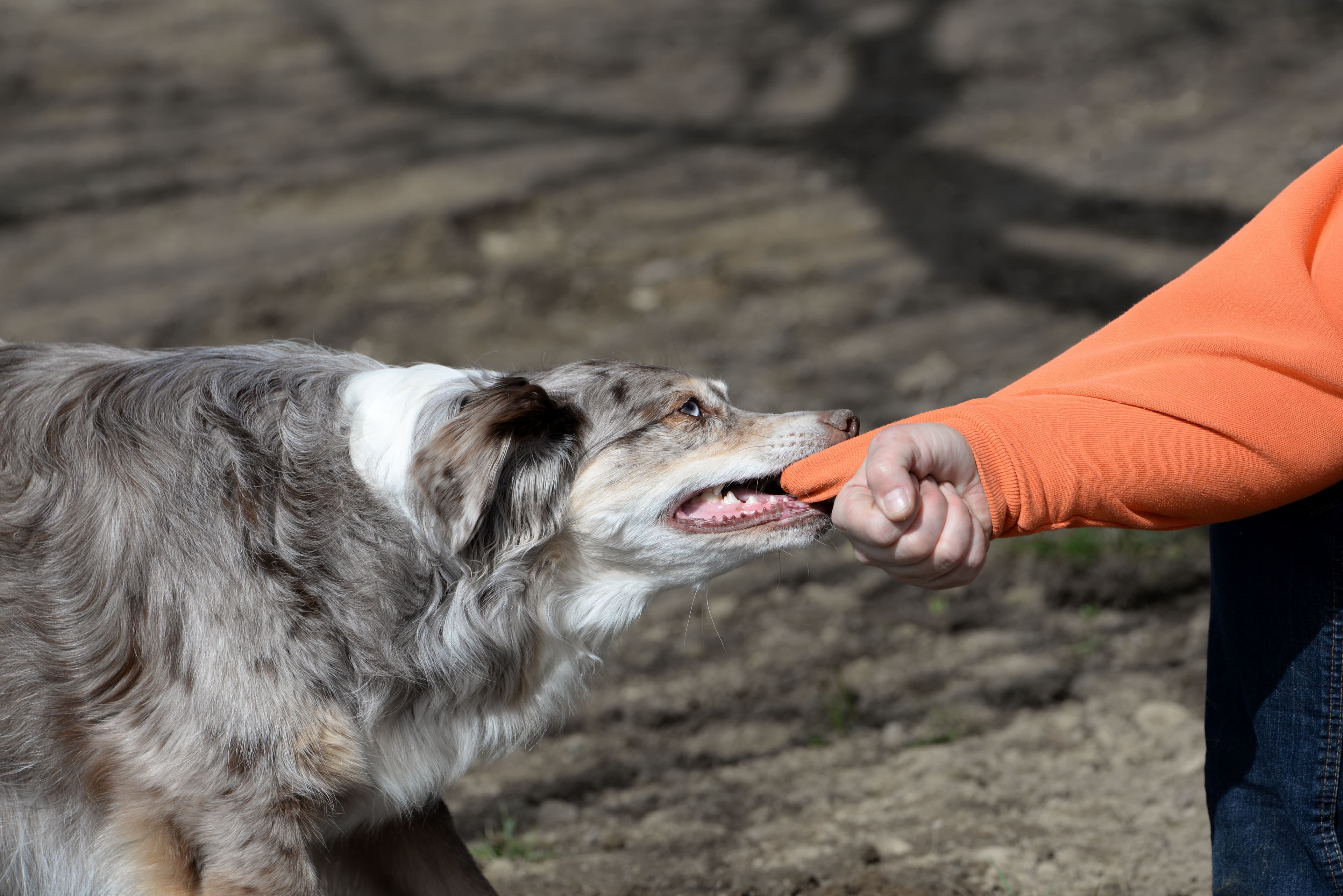 Dog Bite Injuries: Fighting for Victims’ Rights image related