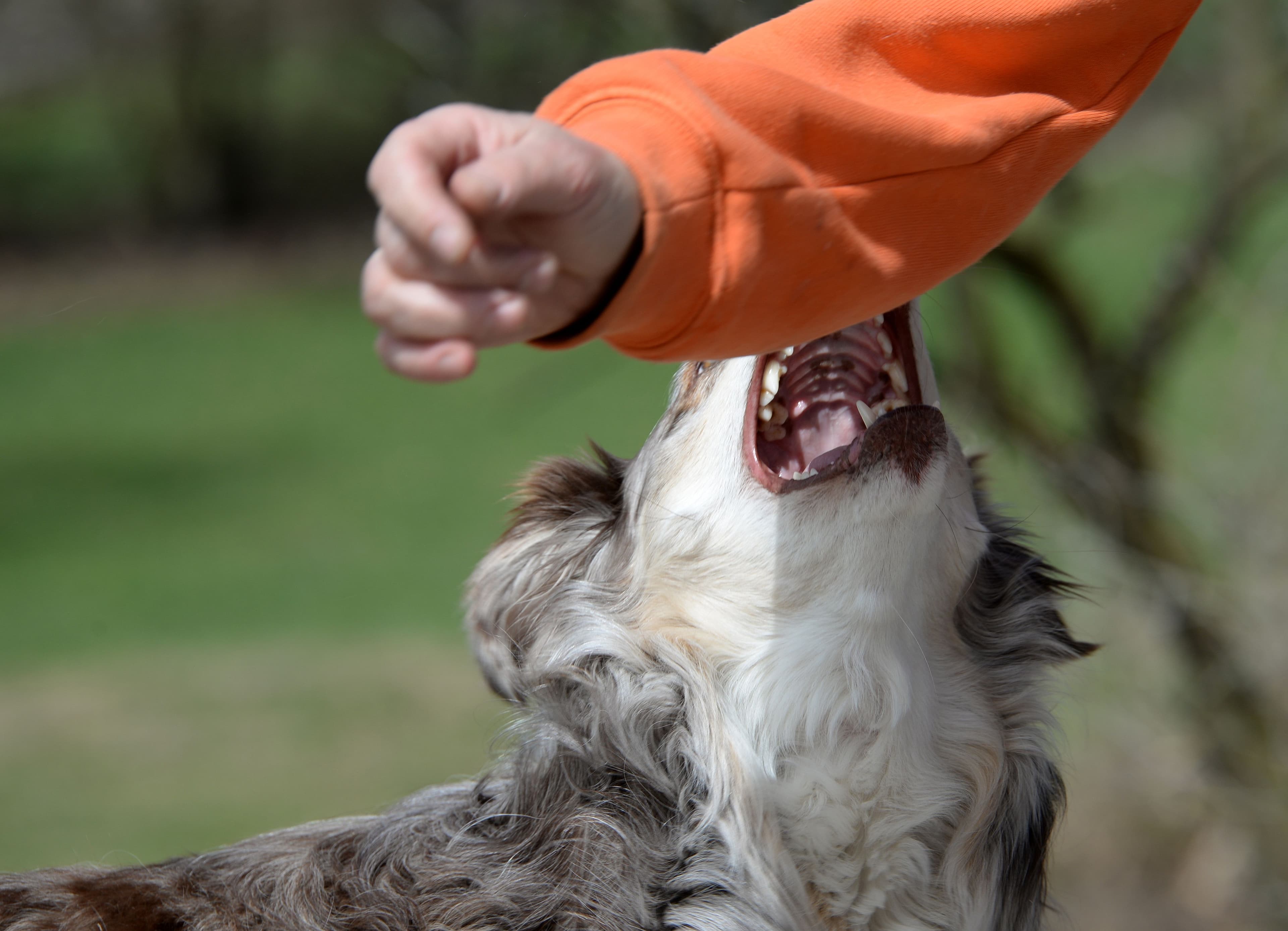 Dog Bite Injuries in Texas — Understanding Your Rights and Legal Options image related