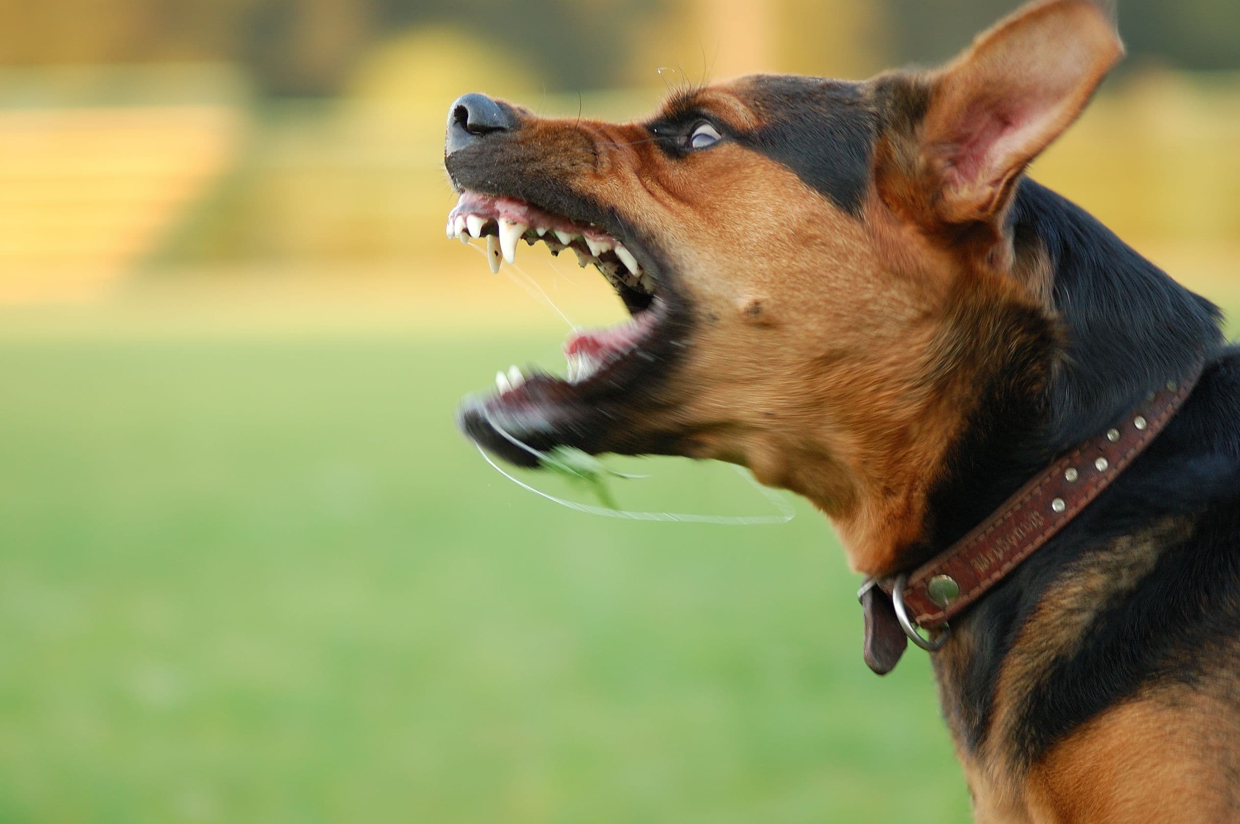 Dog Bite Injuries: Protecting the Rights of Victims image related