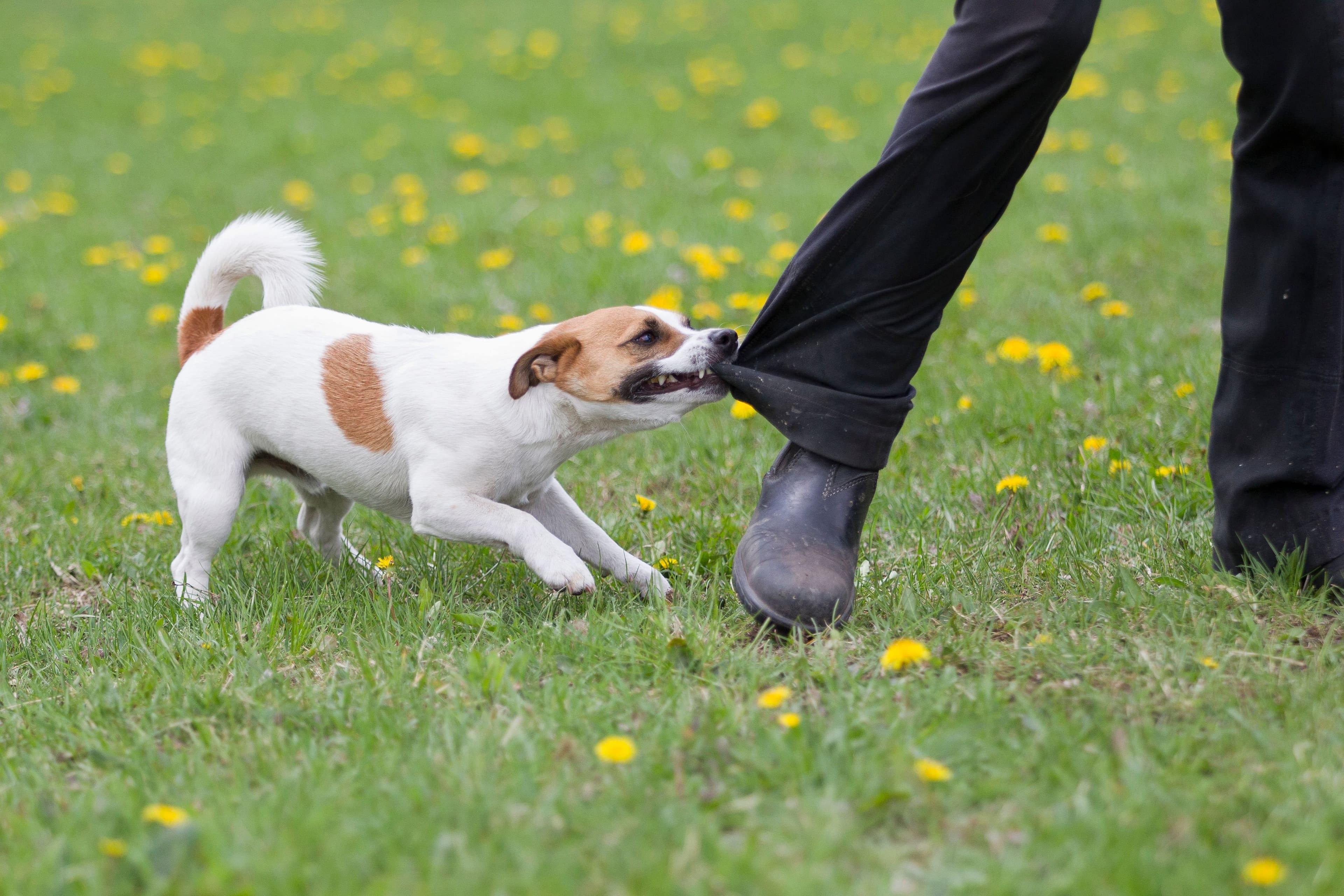Dog Bite Injury Claims: Gulf Coast Insurance Lawyers Fight for Victims’ Rights image related